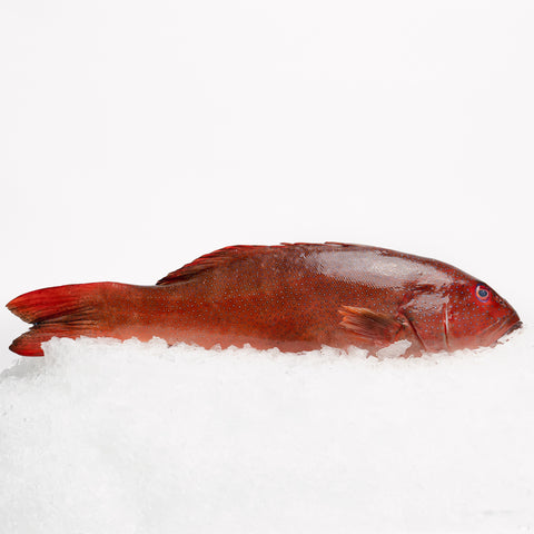 Coral Trout Whole - Plate Size (1-1.2kg)