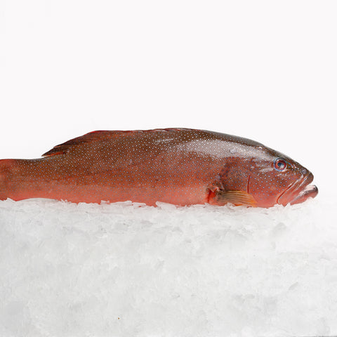 Coral Trout Whole (1.6-1.8kg)