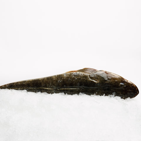 Dusky Flathead Whole (0.9-1.1kg)