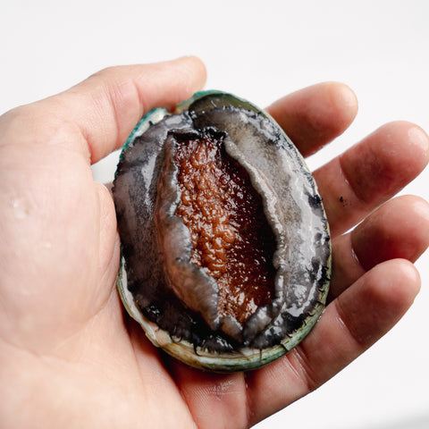 Live Abalone - size 100g (1kg)
