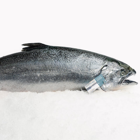 Salmon Mt Cook Whole (3.8 - 4kg)