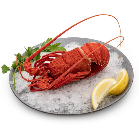 Lobster – Western Aus (400-500g)