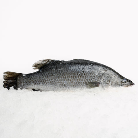 Barramundi Whole Medium (0.8-1kg)