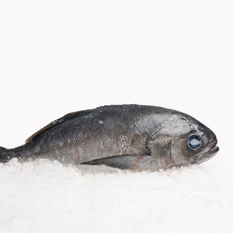 Blue Eye Trevalla Whole (2.2 - 2.4kg)