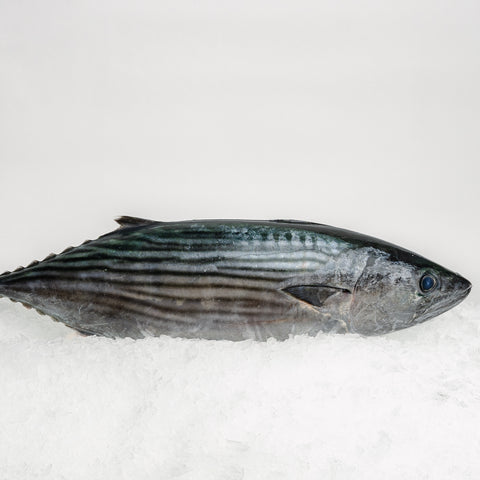 Bonito Whole (700-900g)