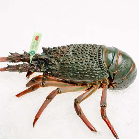 Eastern Rock Lobster – Live (1.2-1.4kg)