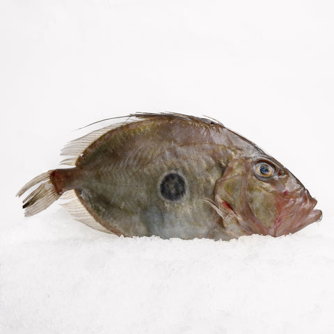 John Dory Whole (800-1kg)