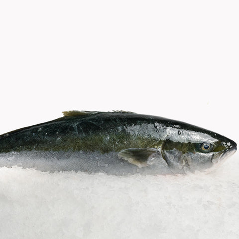 Kingfish Hiramasa Whole (2.9 - 3.2kg)