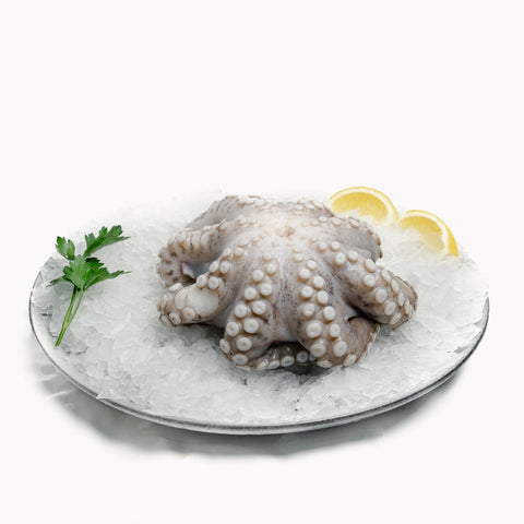 Octopus – Large (0.9-1.2kg)