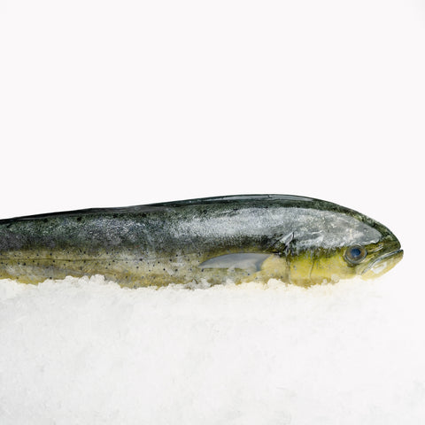 Mahi Mahi Whole (1.6-1.8kg)