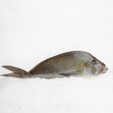 Morwong Bream Whole (800-1kg)