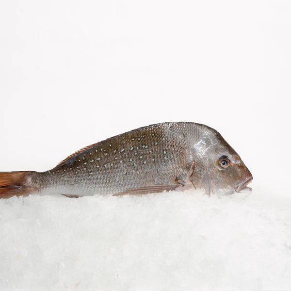 NZ Snapper Whole (0.9-1kg)