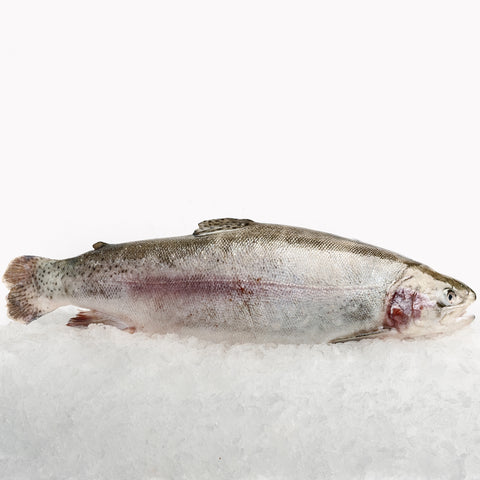 Ocean Trout Whole (2.7-3kg)