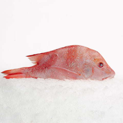 Red Emperor Whole (2.3-2.5kg)