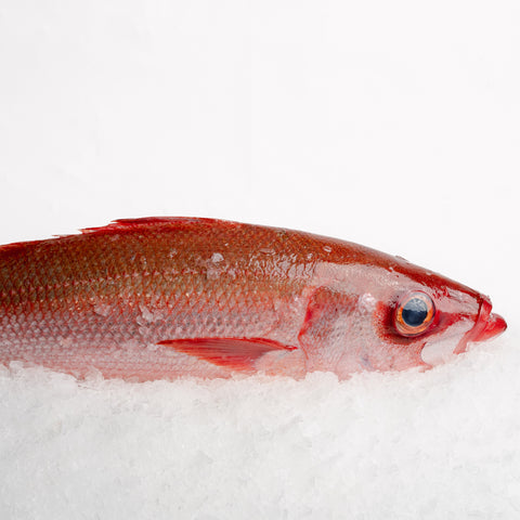 Ruby Snapper Whole (1.4-1.6kg)