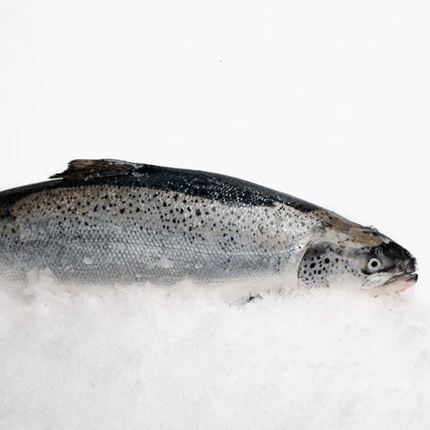 Atlantic Salmon Whole (3.5-4kg)