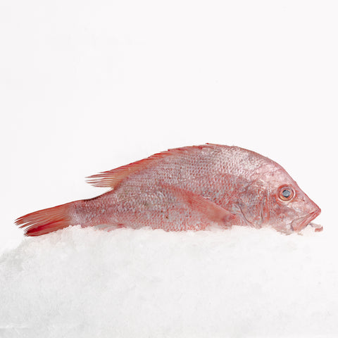 Snapper Saddletail Whole (1.8-2.2kg)