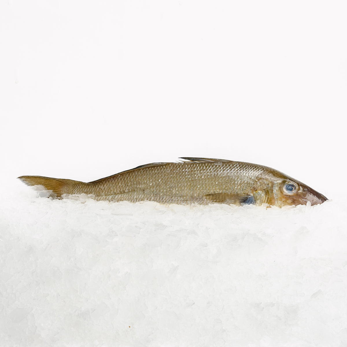 Sand Whiting Whole (250-300g) – Astakos