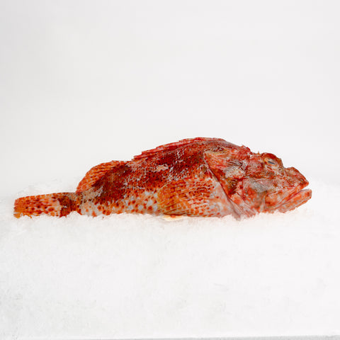 Scorpion Fish Whole (1-1.4kg)