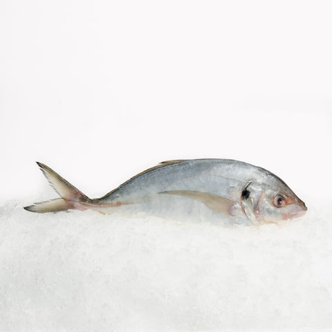 Trevally Whole (1-1.2kg)